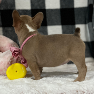 French Bulldog Puppy Love