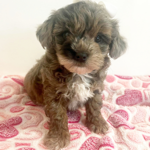 Maltipoo Puppy Hazel