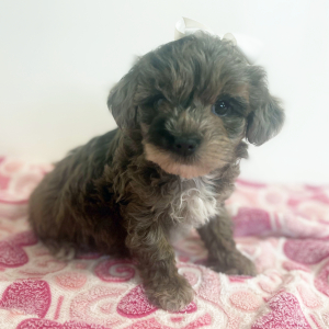 Maltipoo Puppy Hazel