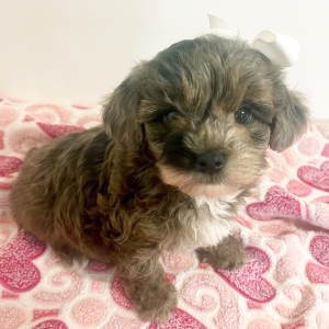 Maltipoo Puppy Hazel