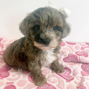 Maltipoo Puppy Hazel