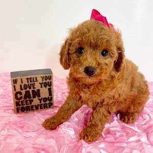 Cavapoo Puppy Penny Petal