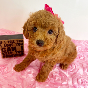 Cavapoo Puppy Penny Petal