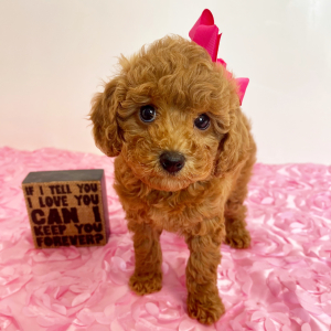 Cavapoo Puppy Penny Petal