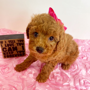Cavapoo Puppy Penny Petal