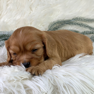 Cavalier King Charles Spaniel Puppy Paris