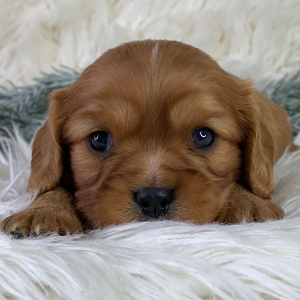 Cavalier King Charles Spaniel Puppy Paris