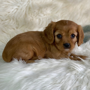 Cavalier King Charles Spaniel Puppy Paris
