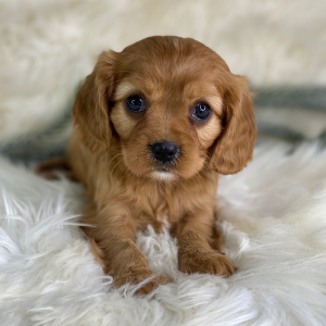 Cavalier King Charles Spaniel Puppy Paris