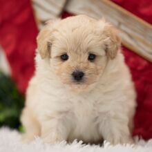 Pomapoo Puppy Charlie