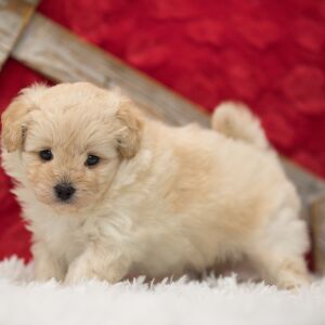 Pomapoo Puppy Charlie
