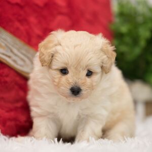 Pomapoo Puppy Charlie