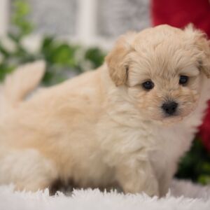 Pomapoo Puppy Charlie