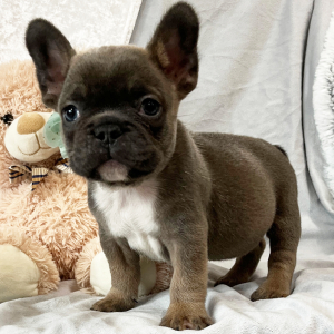 French Bulldog Puppy Forever