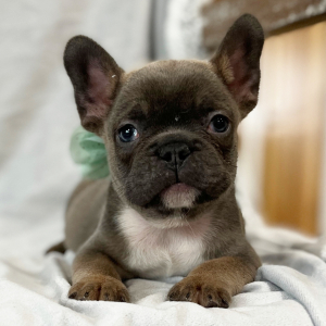 French Bulldog Puppy Forever