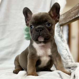 French Bulldog Puppy Forever