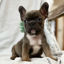 French Bulldog Puppy Forever