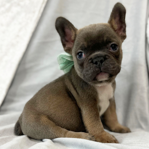 French Bulldog Puppy Forever