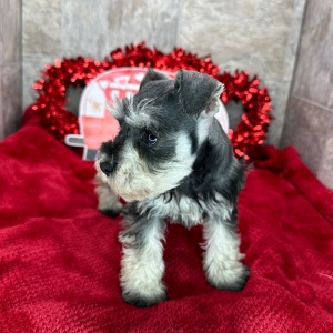 Miniature Schnauzer Puppy Polly