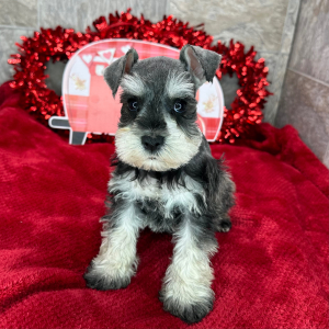 Miniature Schnauzer Puppy Polly