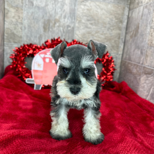 Miniature Schnauzer Puppy Polly
