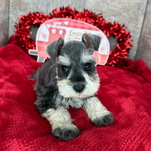 Miniature Schnauzer Puppy Polly