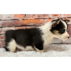 Pembroke Welsh Corgi Puppy Carters