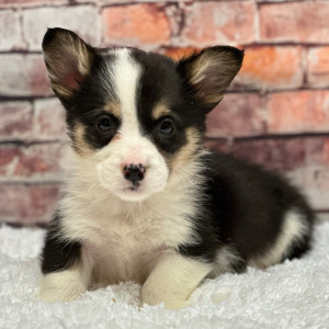 Pembroke Welsh Corgi Puppy Carters