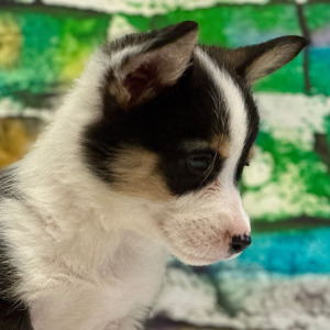Pembroke Welsh Corgi Puppy Carters