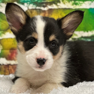 Pembroke Welsh Corgi Puppy Carters