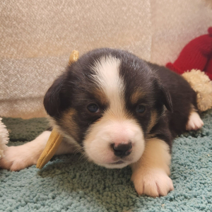 Auggie Puppy Wendy