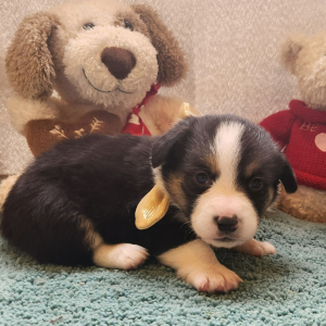 Auggie Puppy Wendy