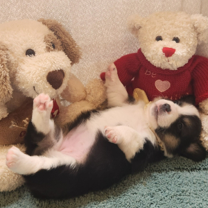 Auggie Puppy Wendy
