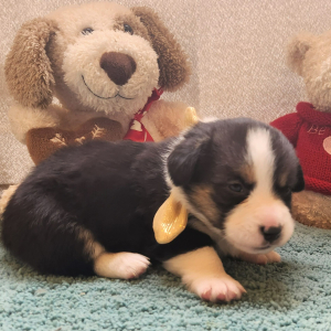 Auggie Puppy Wendy