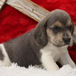 Beagle Puppy Cupcake