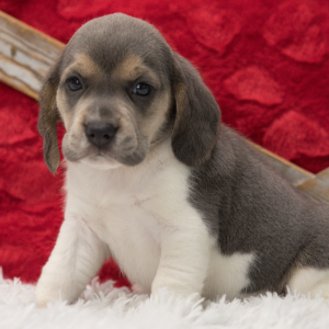 Beagle Puppy Cupcake