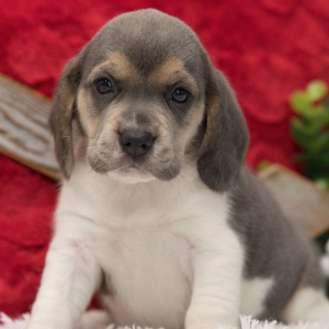 Beagle Puppy Cupcake