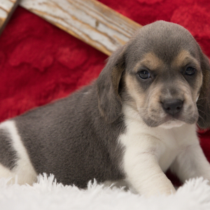 Beagle Puppy Cupcake