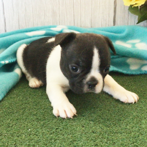 Frenchton Puppy Harold