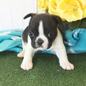 Frenchton Puppy Harold