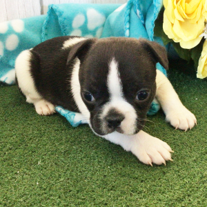 Frenchton Puppy Harold
