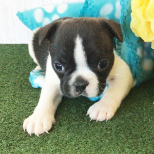 Frenchton Puppy Harold