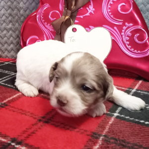 Cockapoo Puppy Sweetie