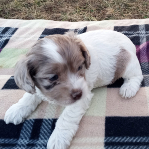 Cockapoo Puppy Sweetie