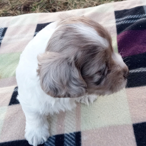 Cockapoo Puppy Sweetie