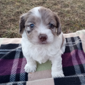Cockapoo Puppy Sweetie