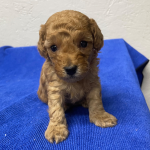 Poodle Puppy Lala