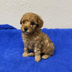 Poodle Puppy Lala