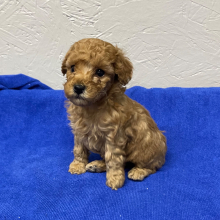 Poodle Puppy Lala