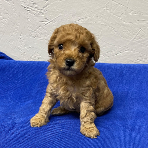 Poodle Puppy Lala